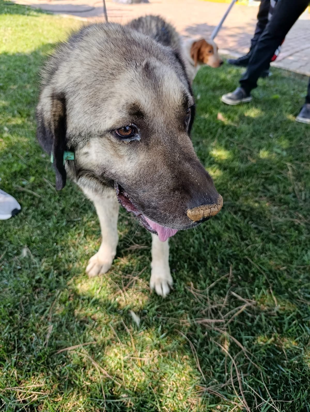 Silivri Melez Köpek Melez Köpek fotoğrafı