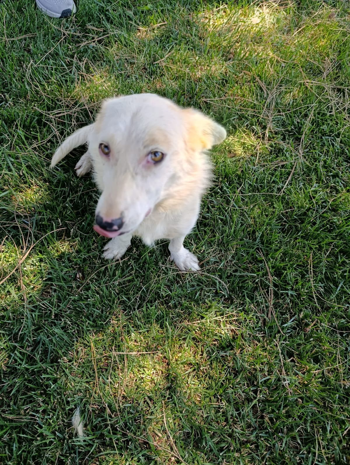 Silivri Melez Köpek Melez Köpek fotoğrafı
