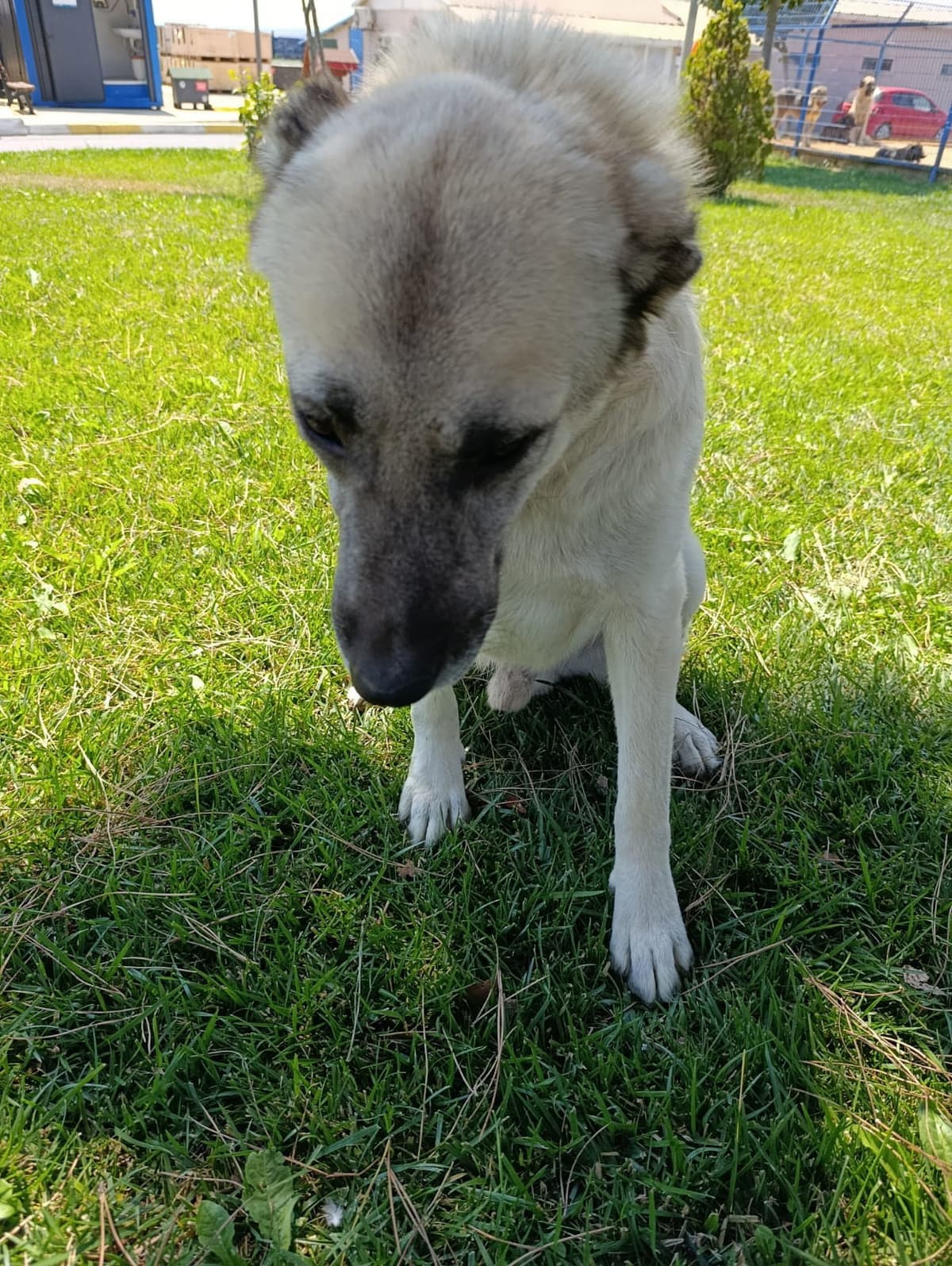 Silivri Melez Köpek Melez Köpek fotoğrafı
