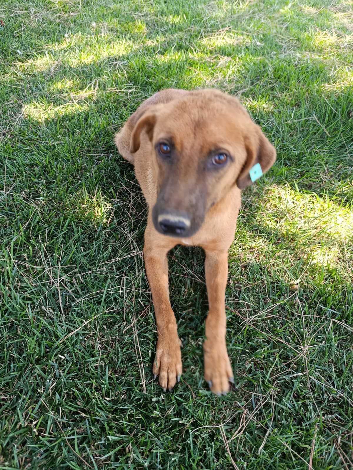 Silivri Melez Köpek Melez Köpek fotoğrafı