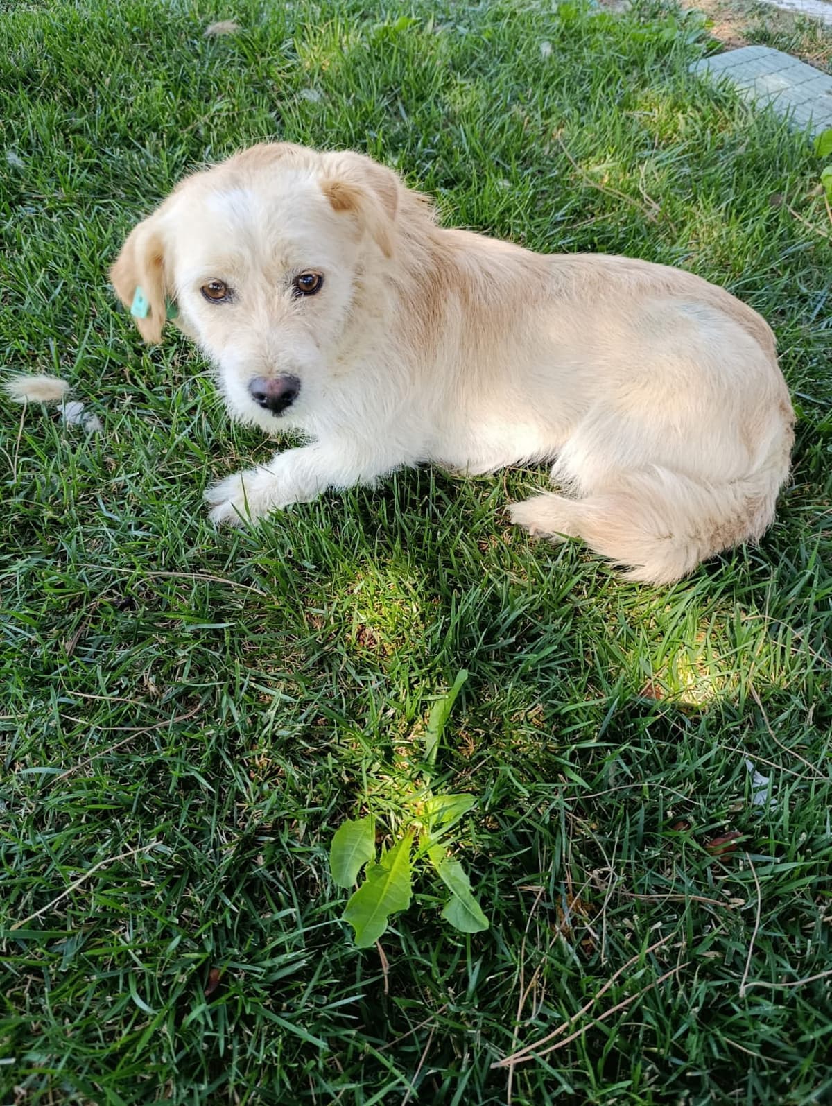 Silivri Melez Köpek Melez Köpek fotoğrafı