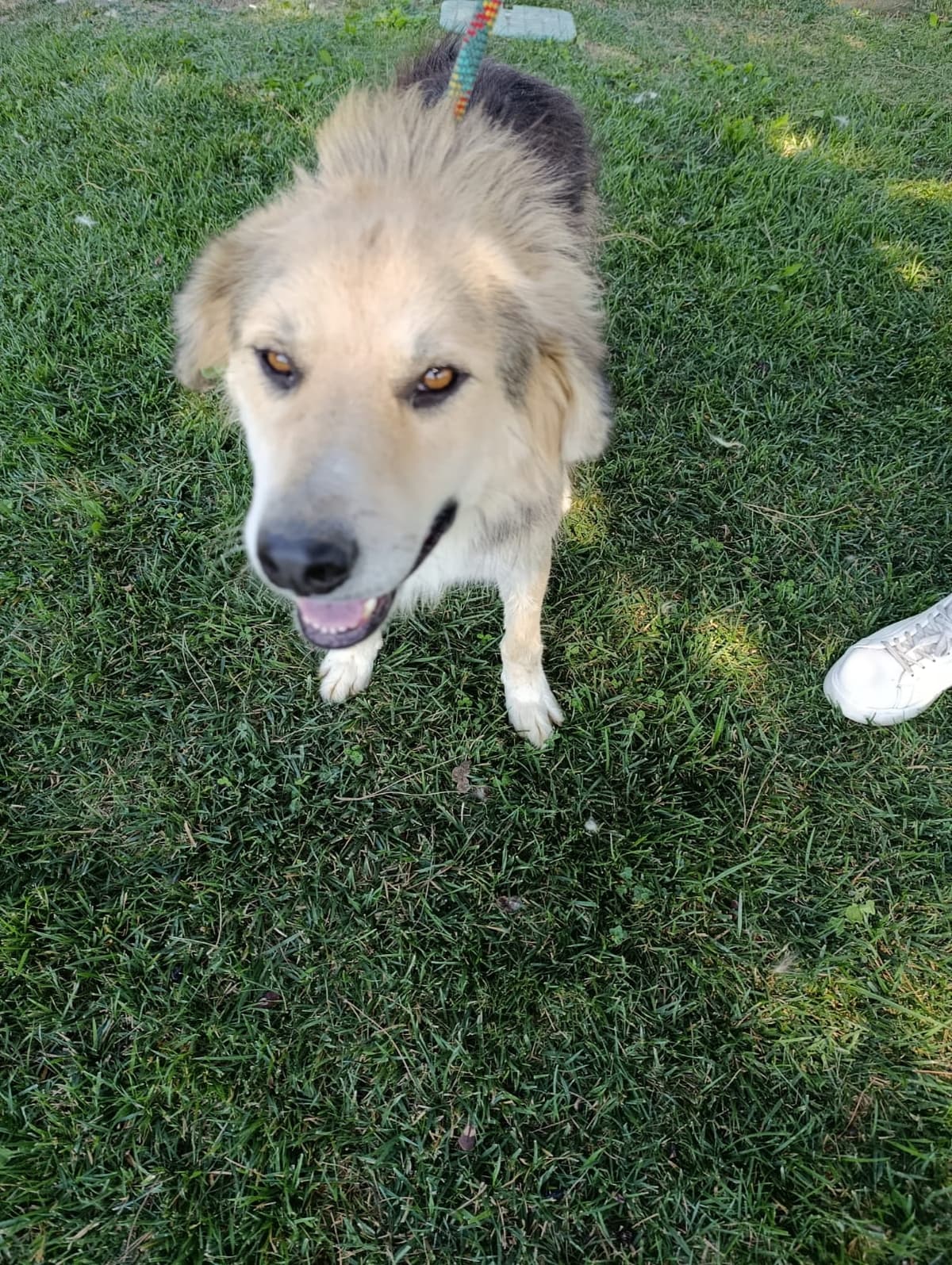 Silivri Melez Köpek Melez Köpek fotoğrafı