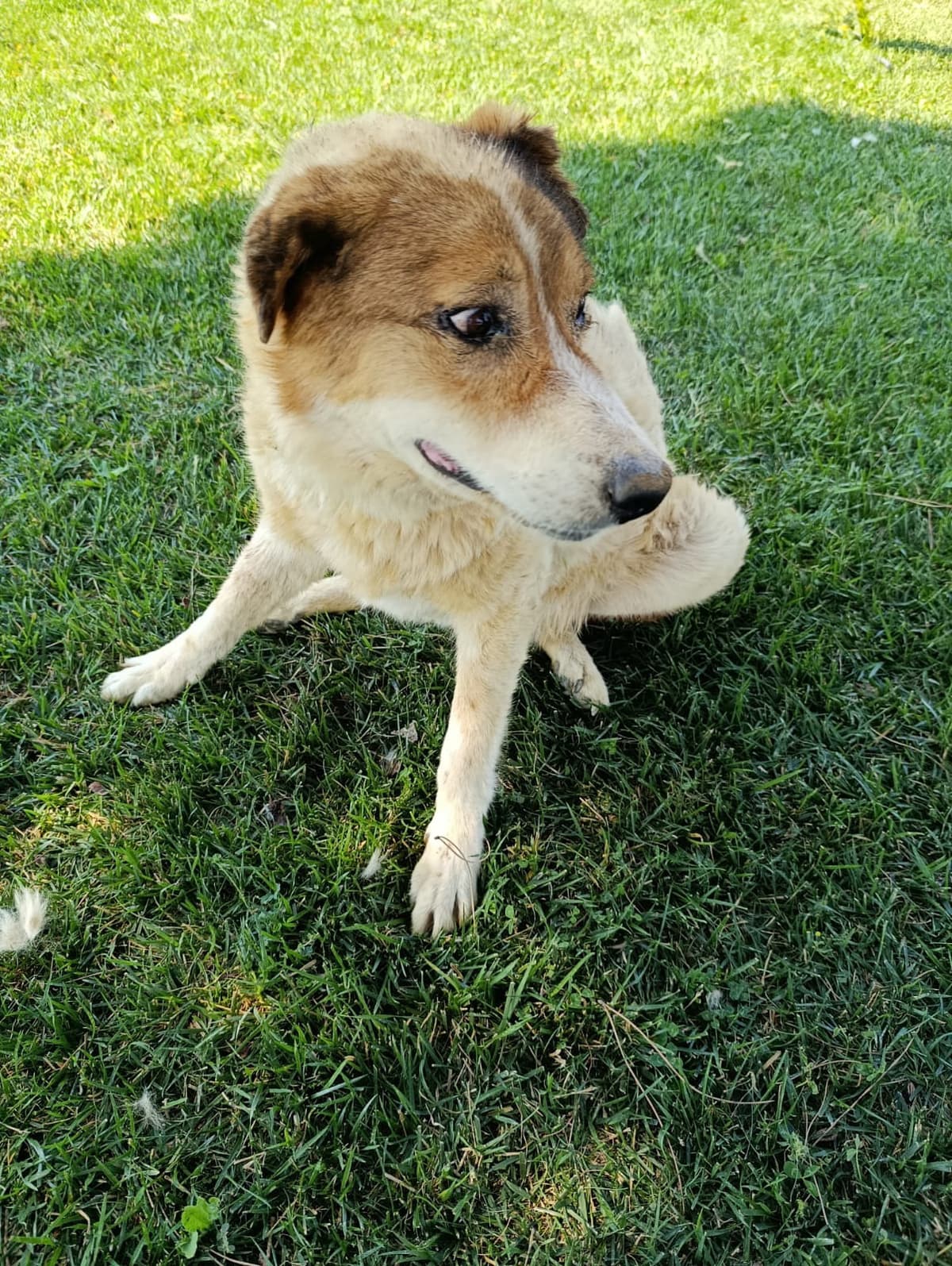 Silivri Melez Köpek Melez Köpek fotoğrafı