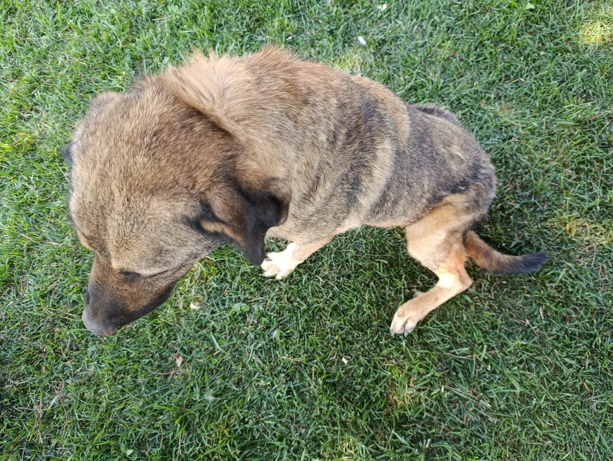 Silivri Melez Köpek Melez Köpek fotoğrafı