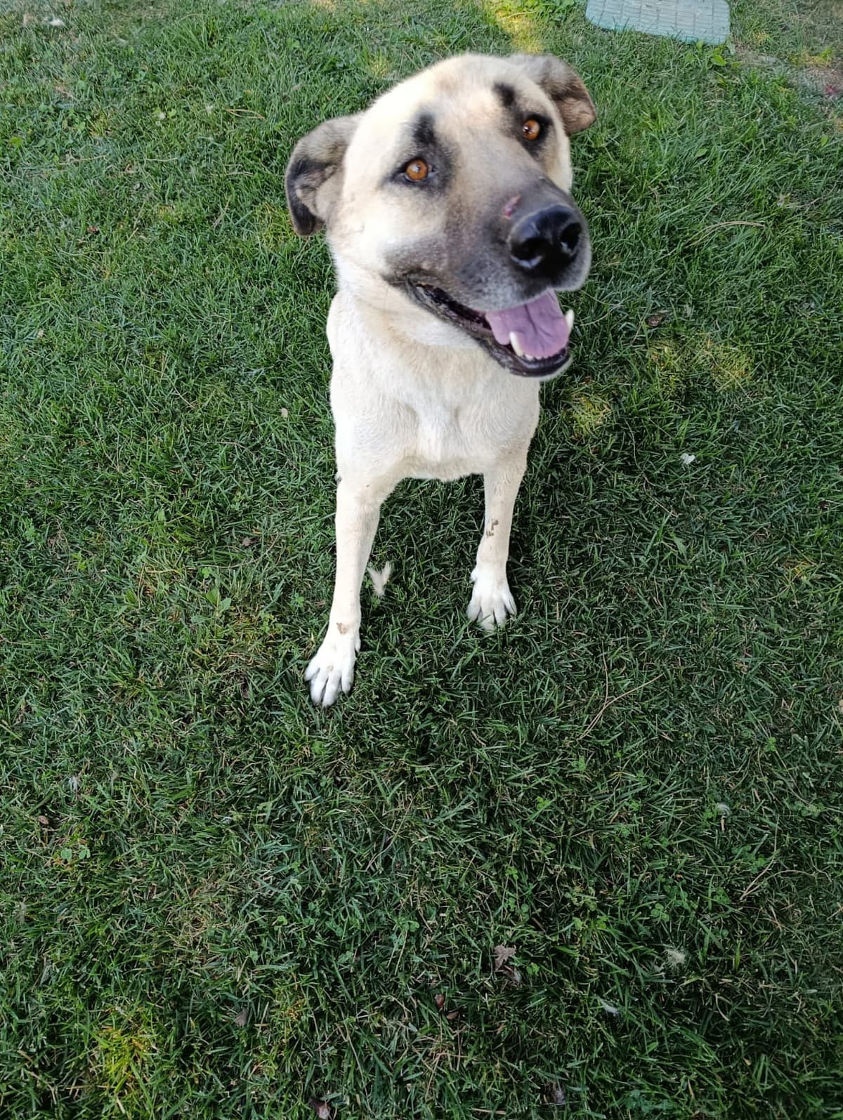 Silivri Melez Köpek Melez Köpek fotoğrafı