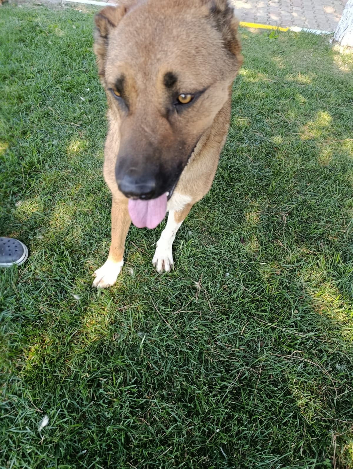 Silivri Melez Köpek Melez Köpek fotoğrafı