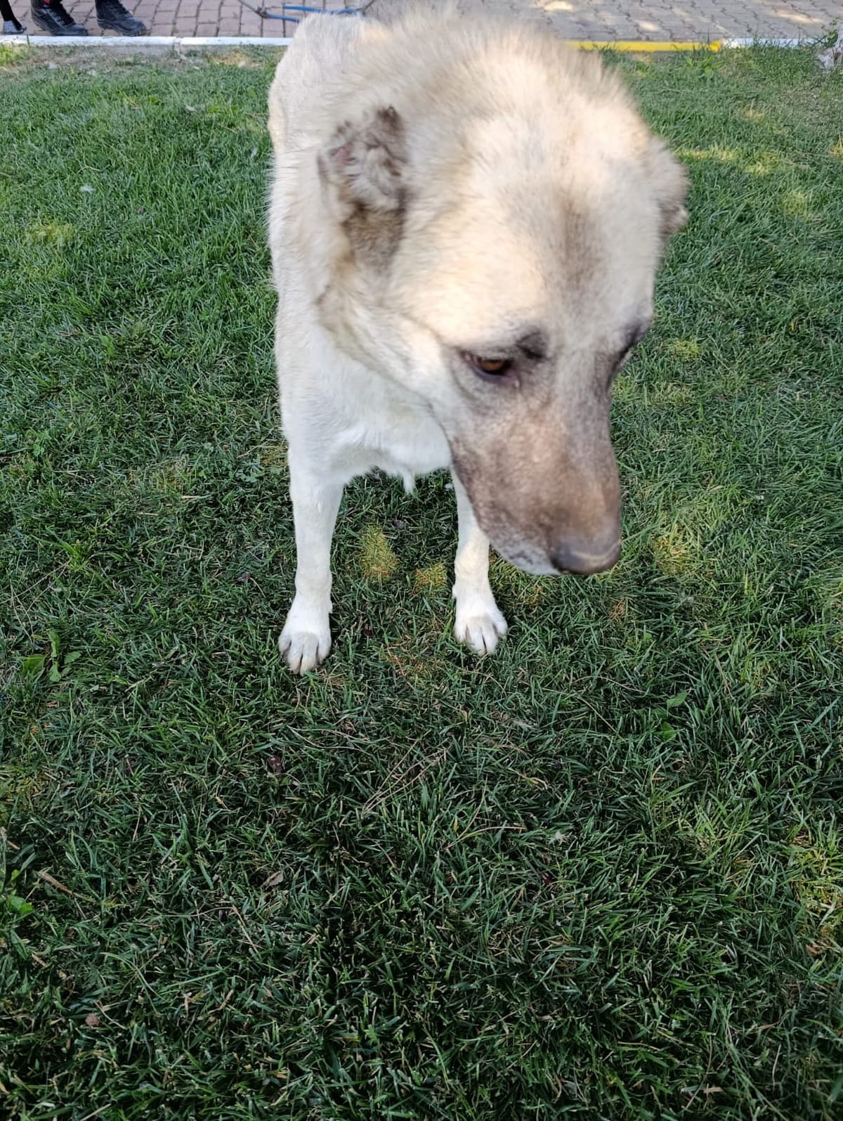 Silivri Melez Köpek Melez Köpek fotoğrafı