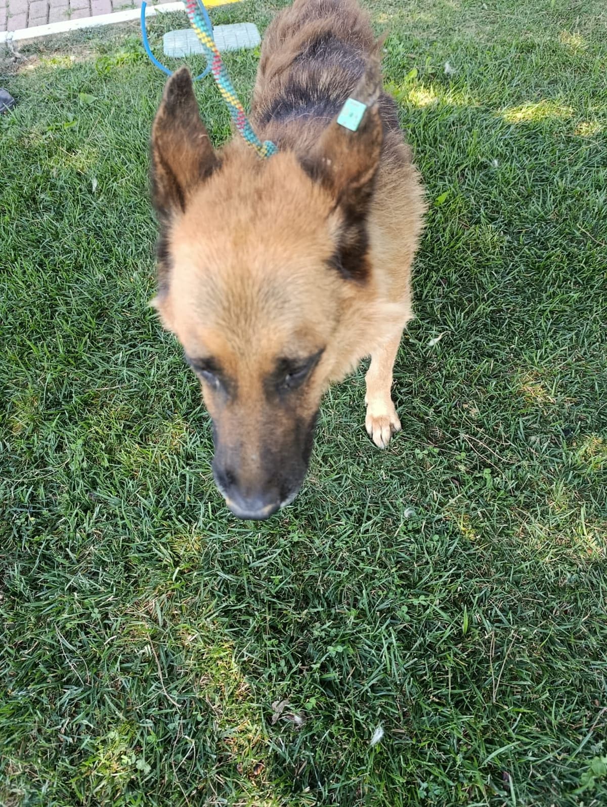 Silivri Melez Köpek Melez Köpek fotoğrafı