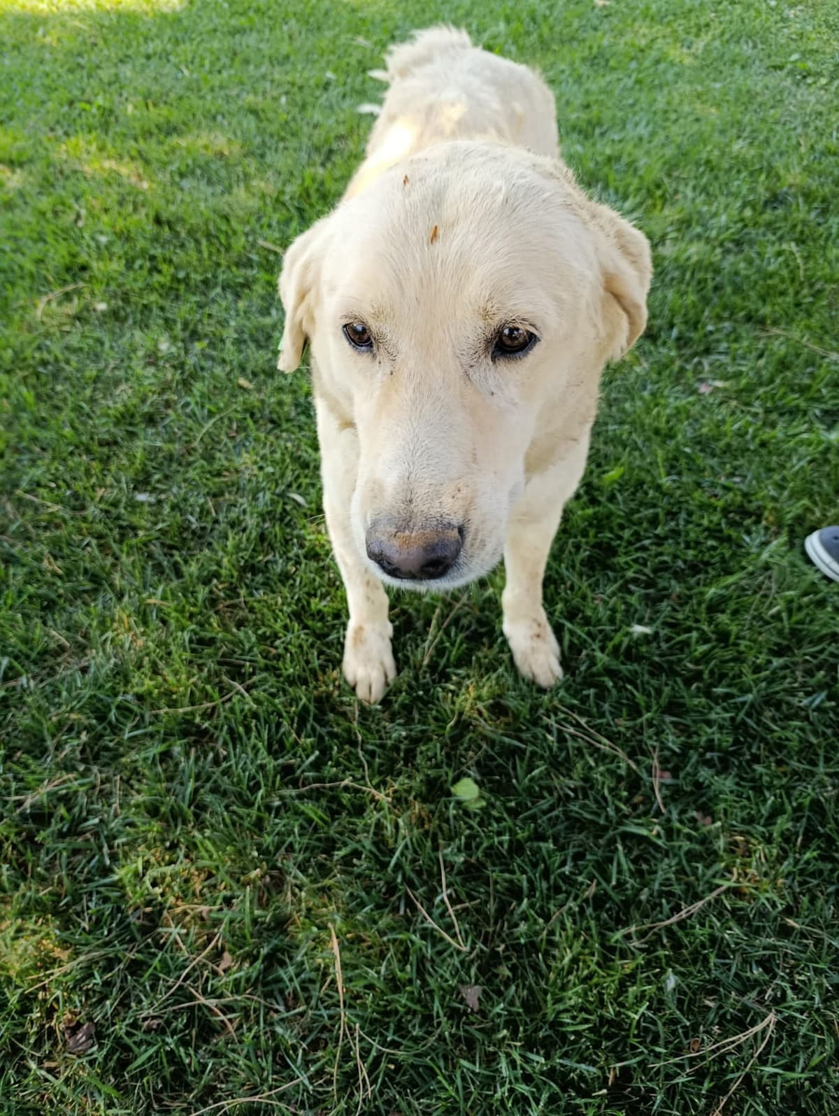 Silivri Melez Köpek Melez Köpek fotoğrafı