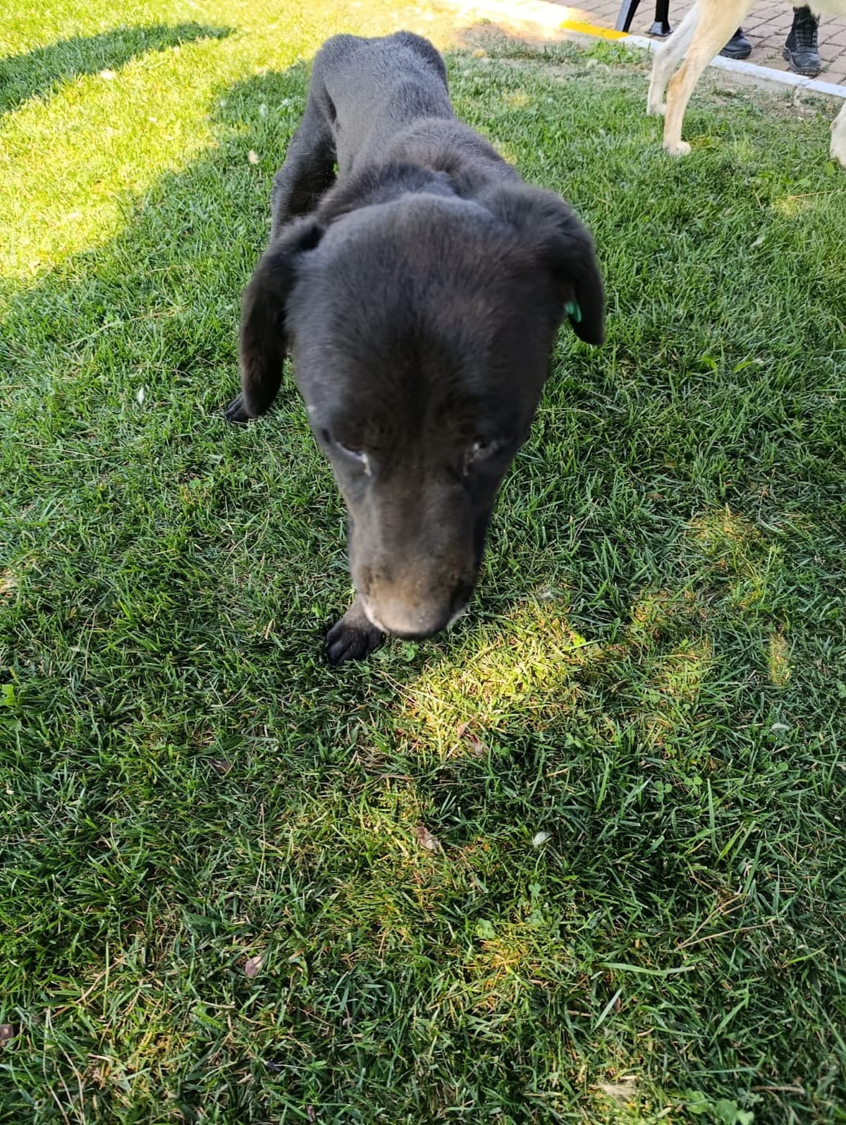Silivri Melez Köpek Melez Köpek fotoğrafı