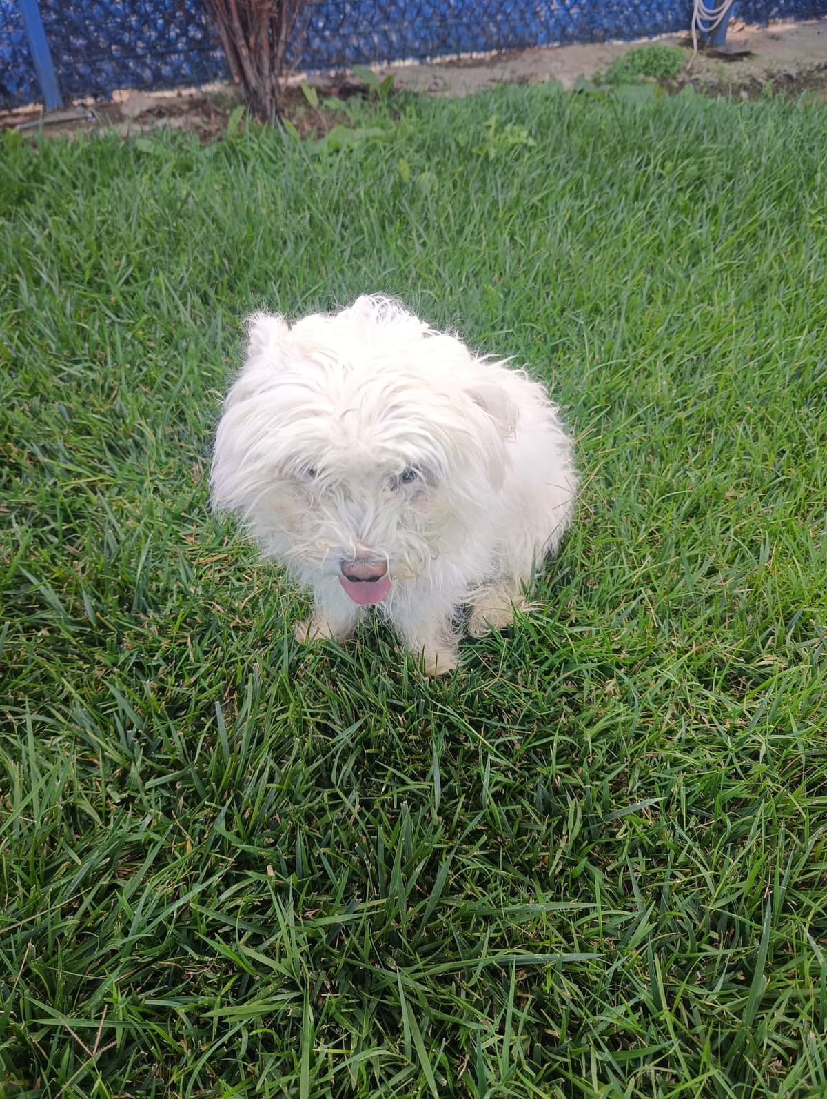 Silivri Melez Köpek Melez Köpek fotoğrafı