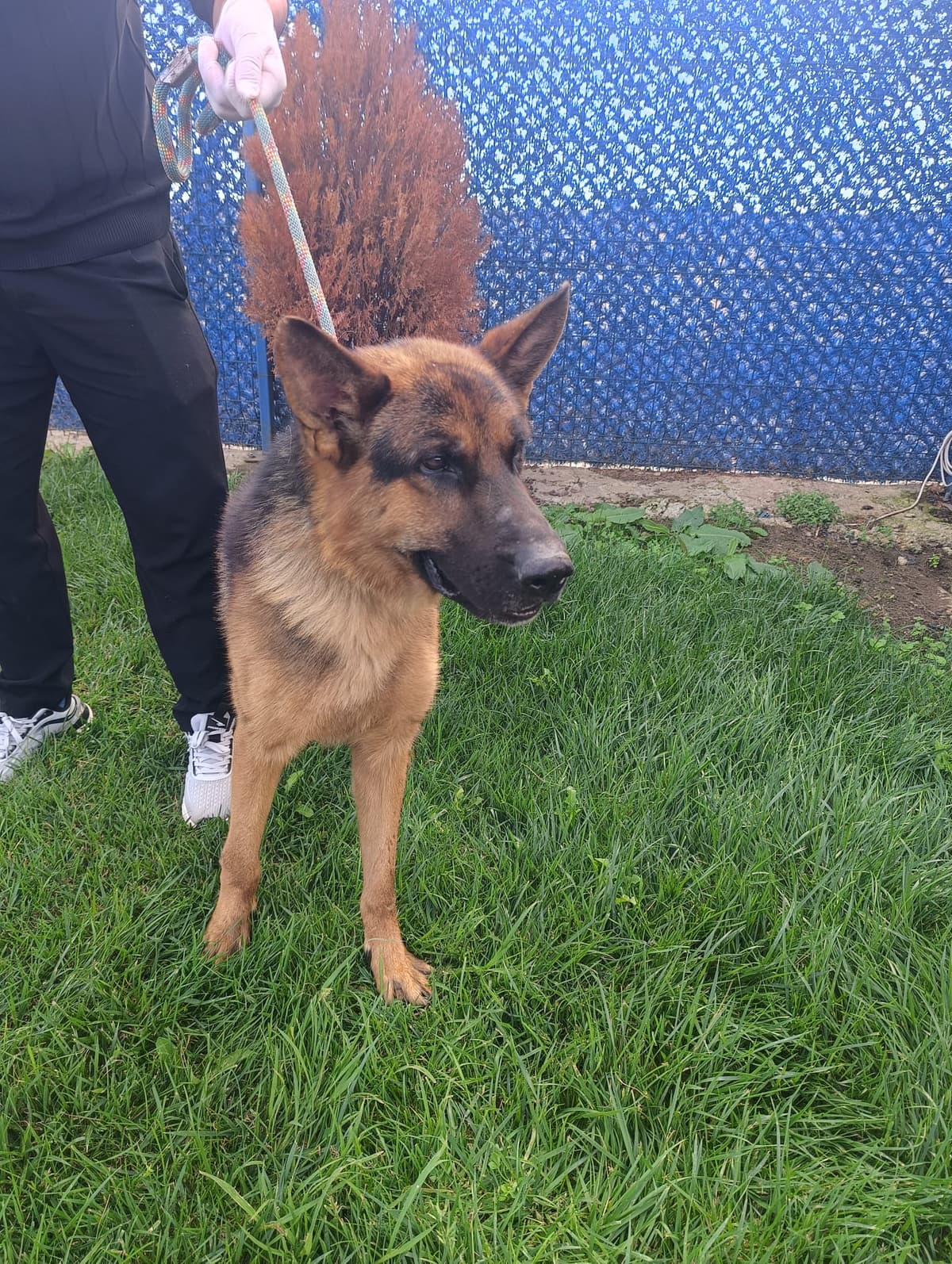 Silivri Melez Köpek Melez Köpek fotoğrafı