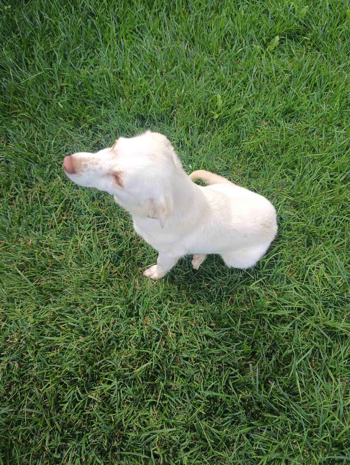 Silivri Melez Köpek Melez Köpek fotoğrafı