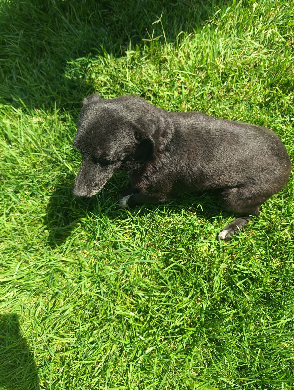 Silivri Melez Köpek Melez Köpek fotoğrafı