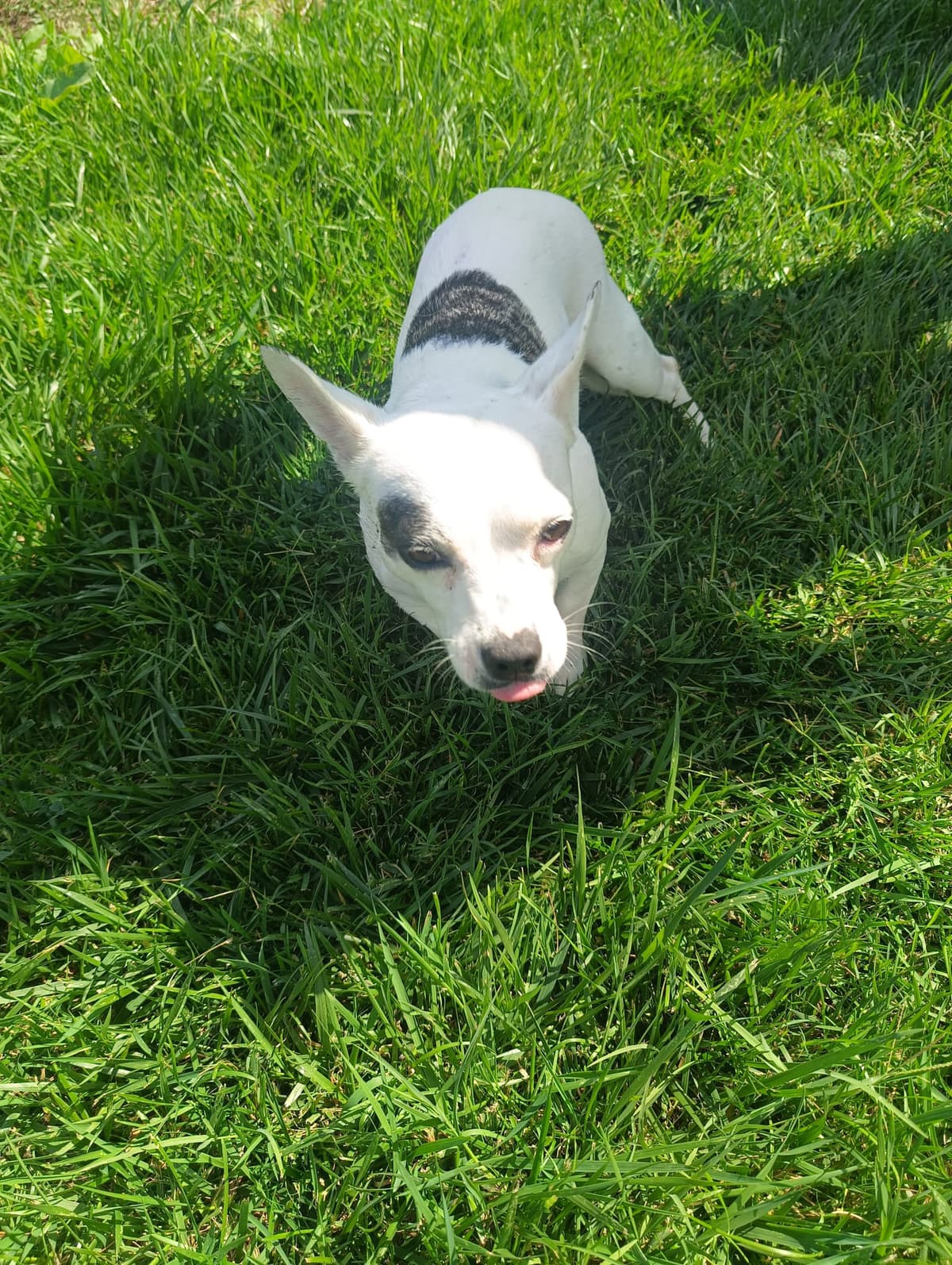 Silivri Melez Köpek Melez Köpek fotoğrafı