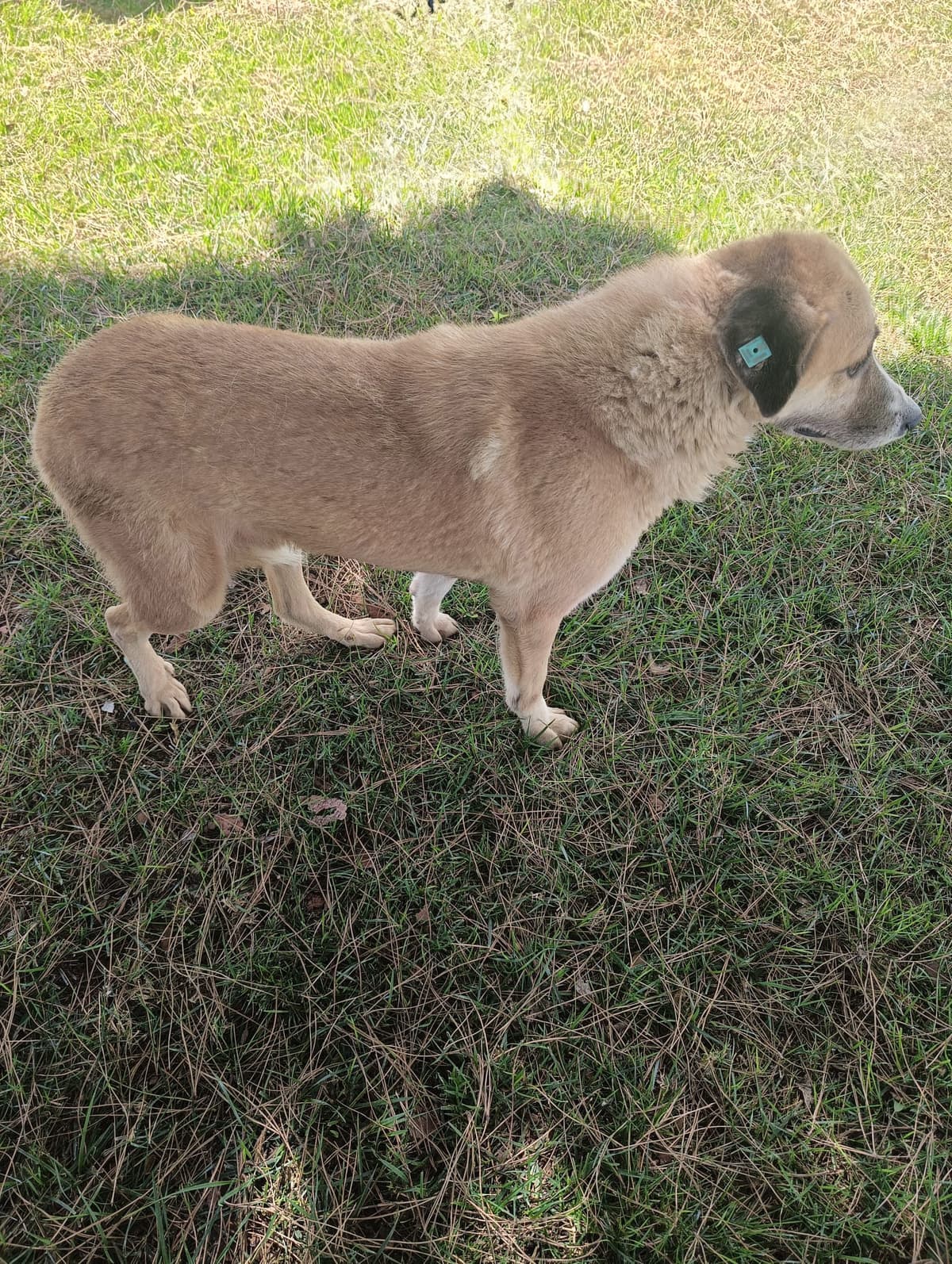 Silivri Melez Köpek Melez Köpek fotoğrafı