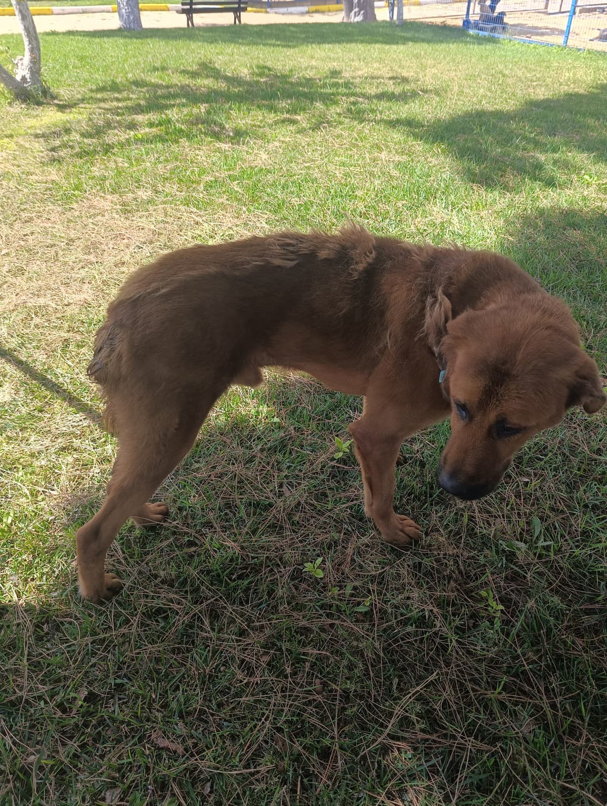 Silivri Melez Köpek Melez Köpek fotoğrafı