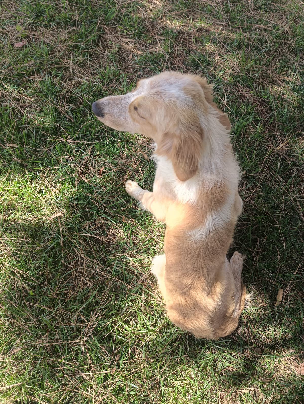 Silivri Melez Köpek Melez Köpek fotoğrafı