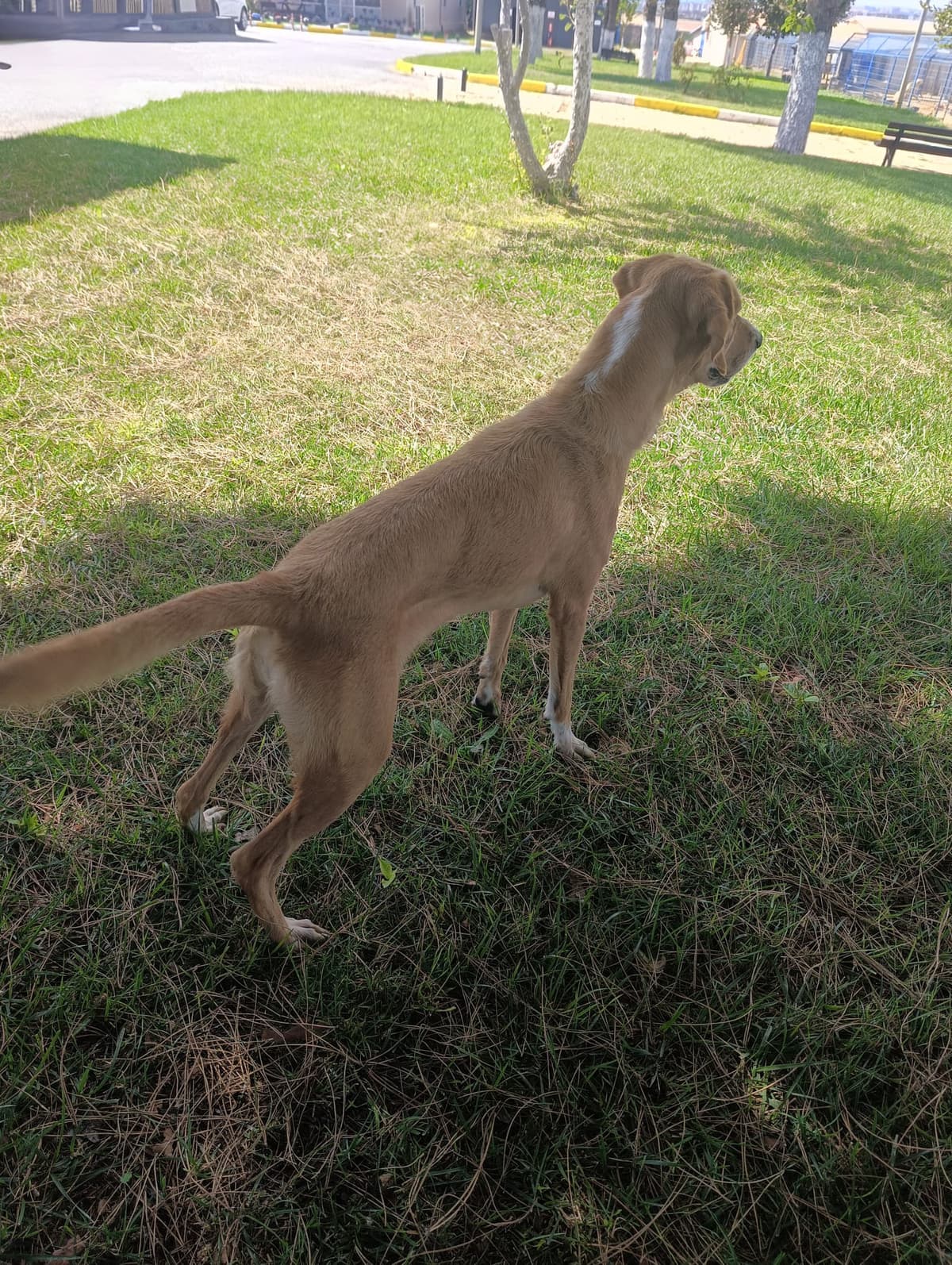 Silivri Melez Köpek Melez Köpek fotoğrafı