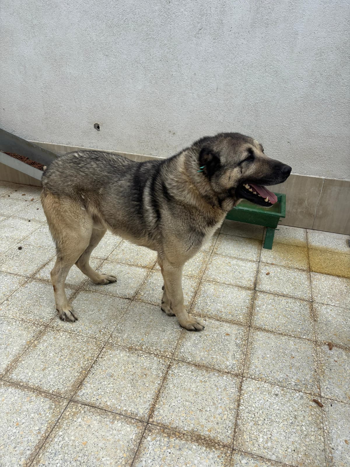 Sincan Dost Melez Köpek fotoğrafı