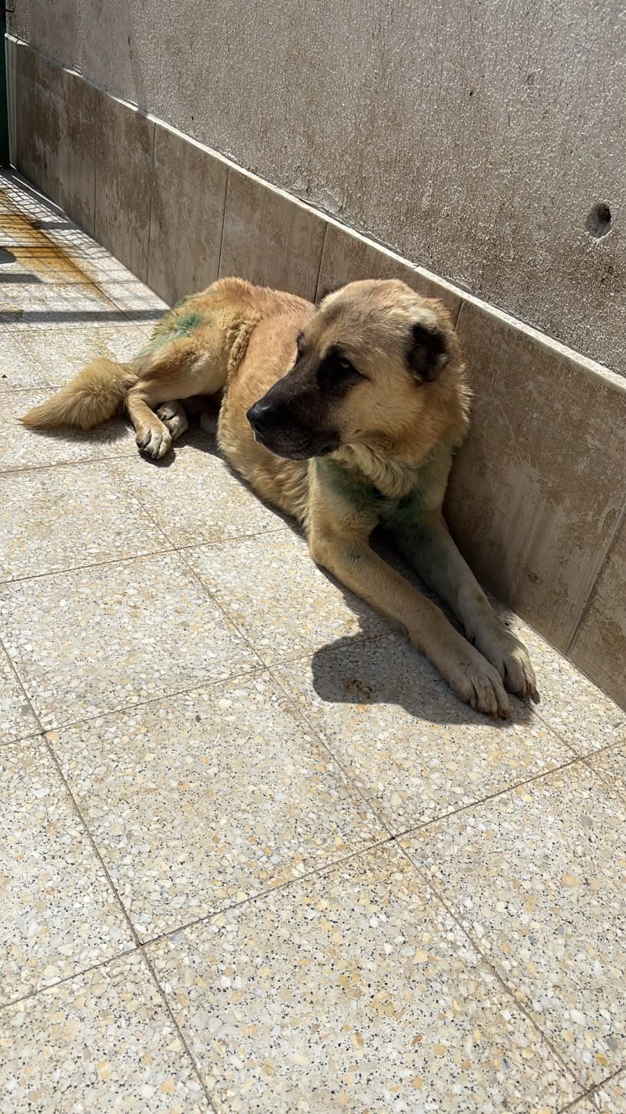 Sincan Dost Melez Köpek fotoğrafı