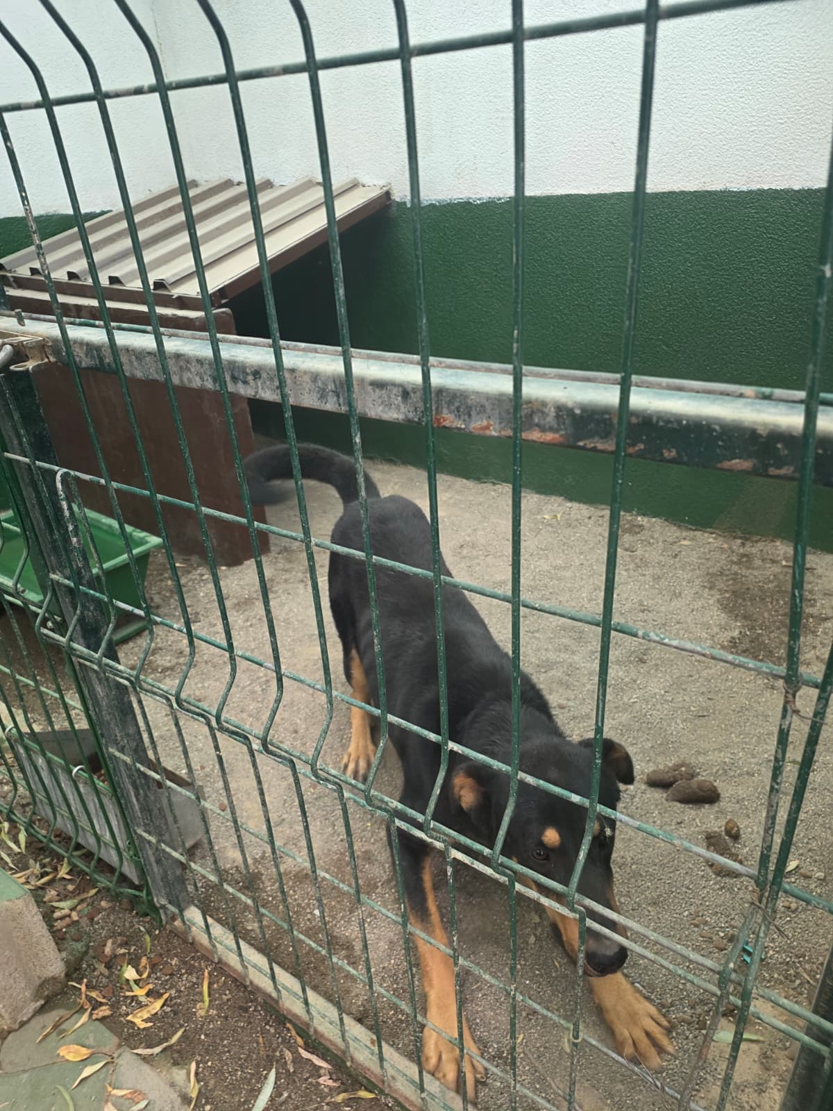 Sincan Dost Melez Köpek fotoğrafı
