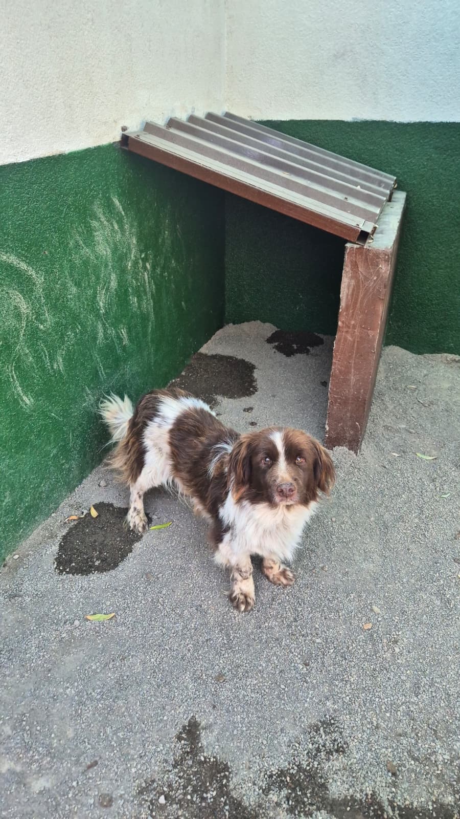 Sincan Dost Melez Köpek fotoğrafı