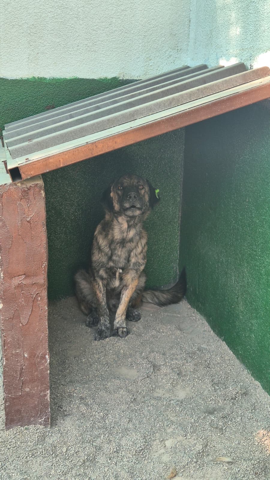 Sincan Dost Melez Köpek fotoğrafı