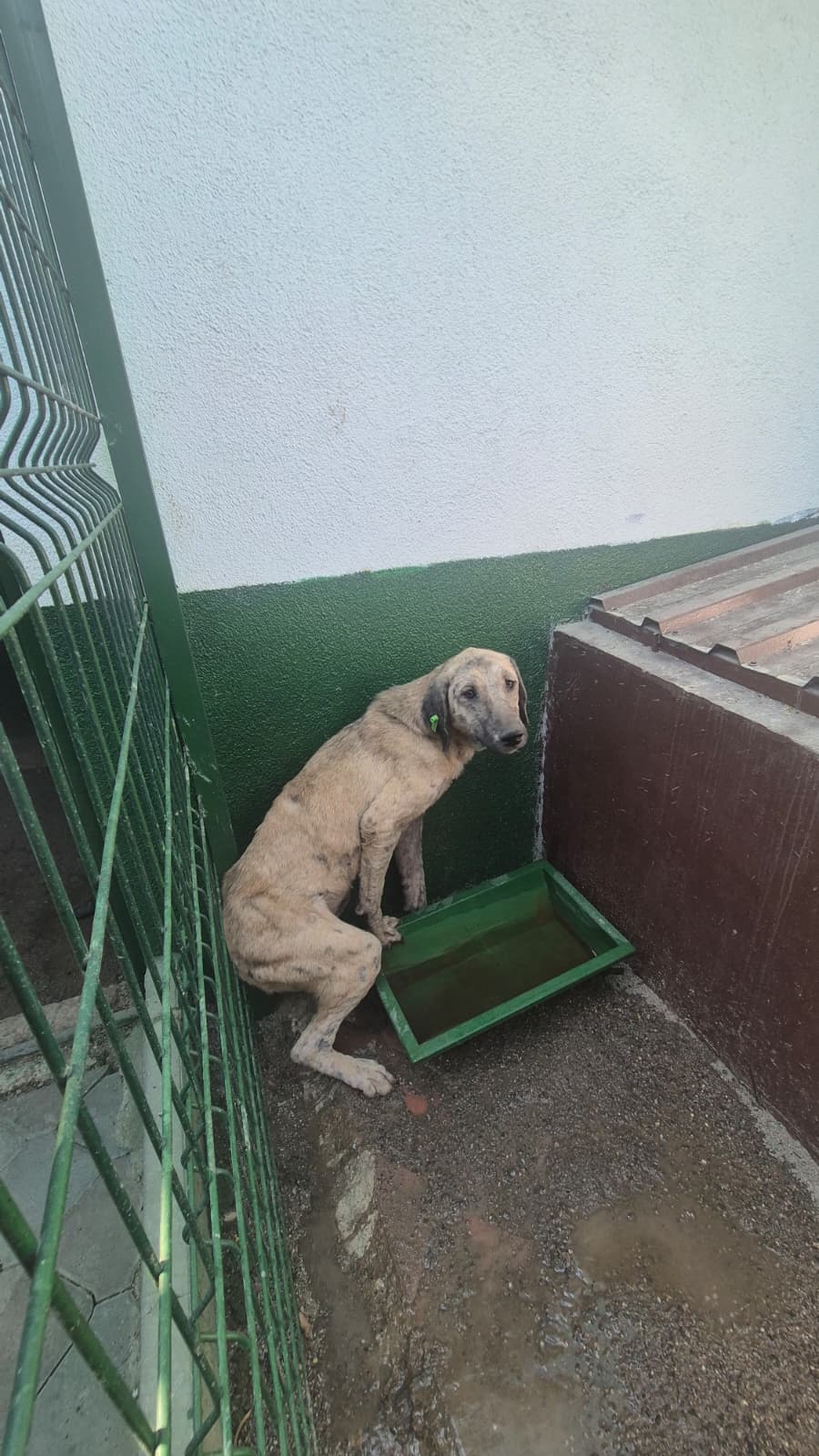 Sincan Dost Melez Köpek fotoğrafı