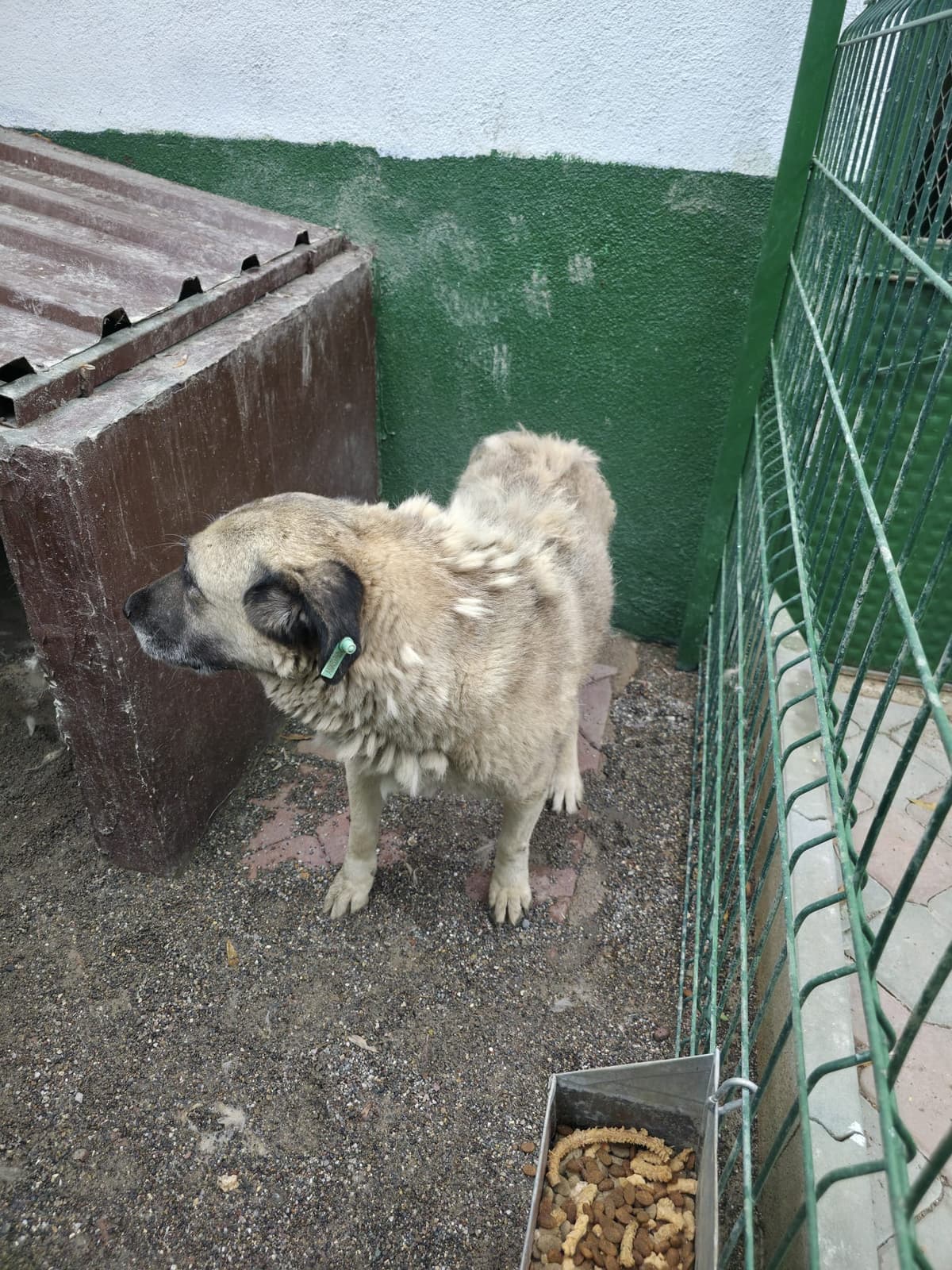 Sincan Dost Melez Köpek fotoğrafı