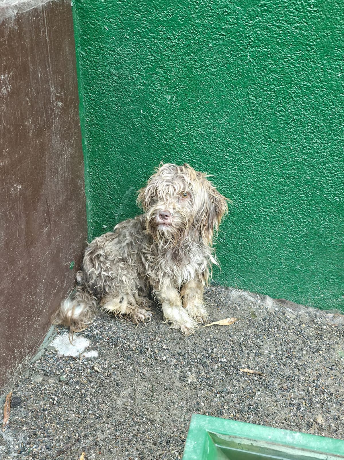 Sincan Dost Terrier Köpek fotoğrafı