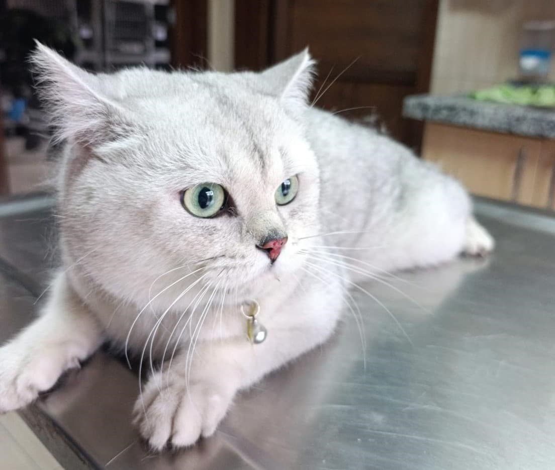 Şimşek British Shorthair Kedi fotoğrafı