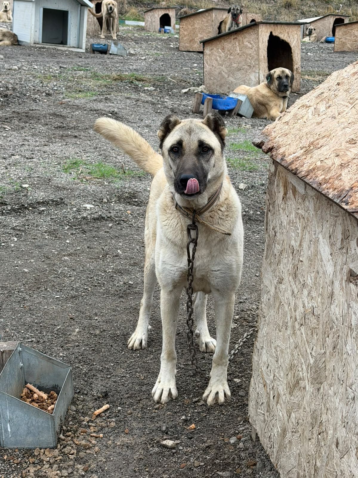 Sincan Dost Melez Köpek fotoğrafı