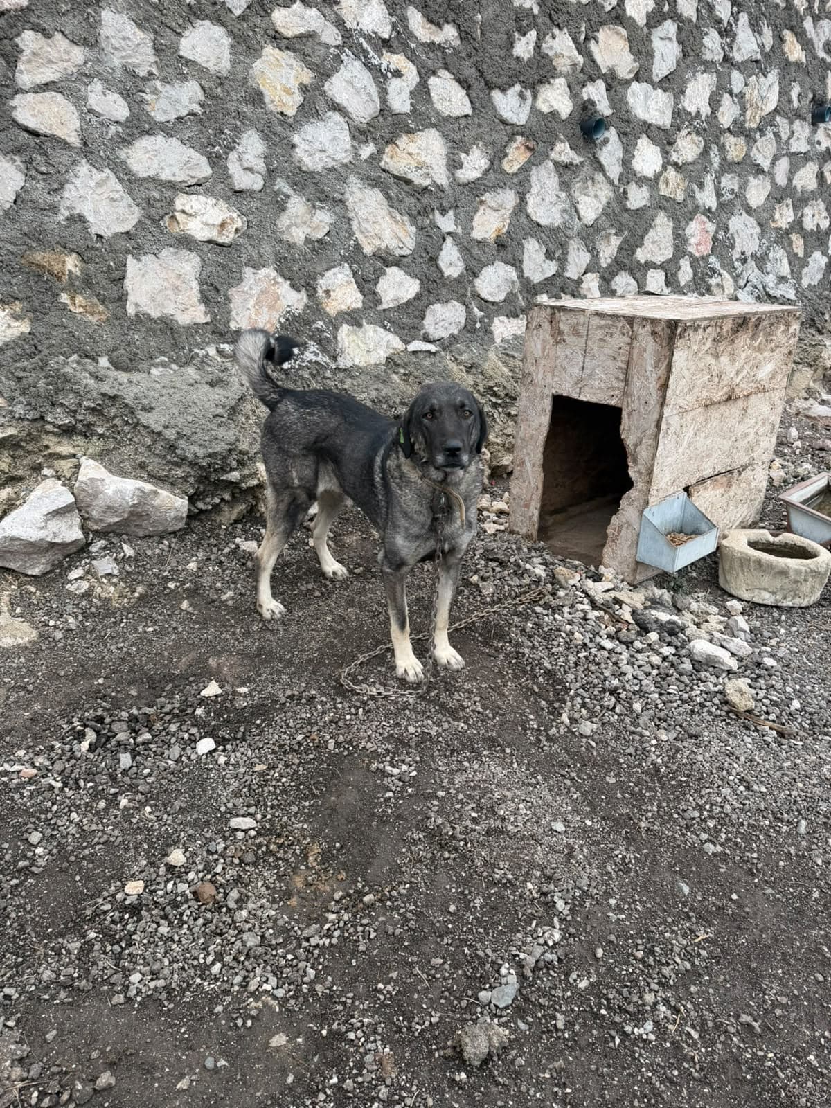 Sincan Dost Melez Köpek fotoğrafı