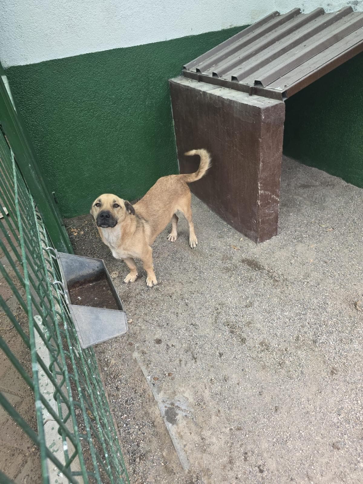 Sincan Dost Melez Köpek fotoğrafı