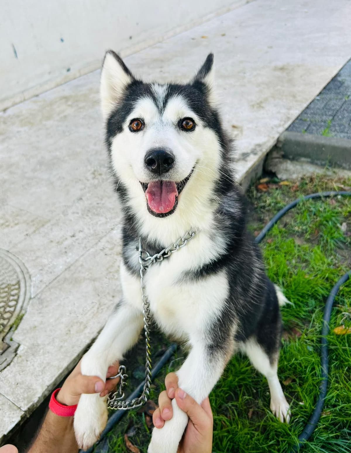 Alaca Sibirya Kurdu Köpek fotoğrafı