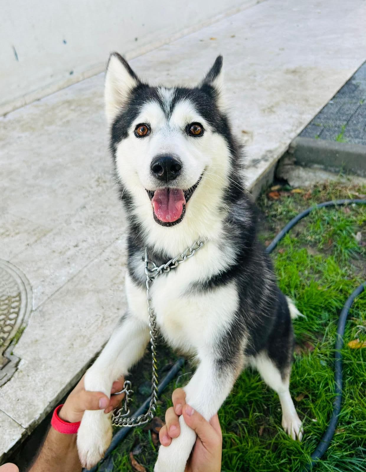 Alaca Husky Köpek fotoğrafı