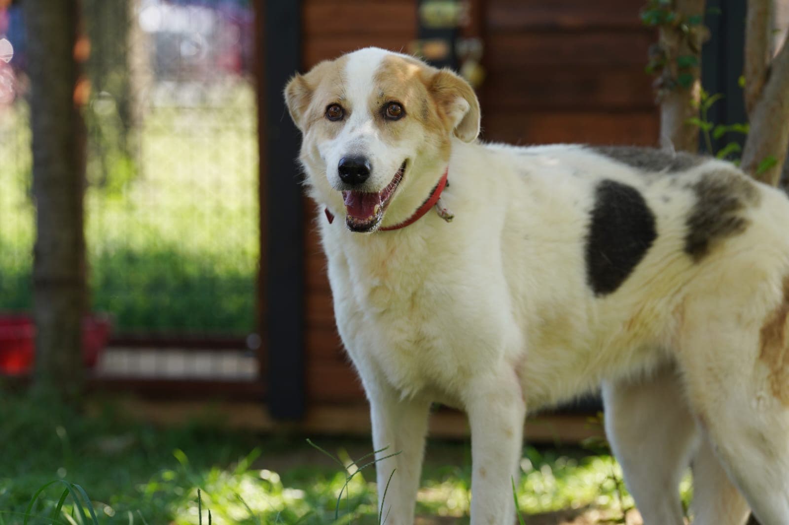 Beyaz Sokak Köpeği Köpek fotoğrafı