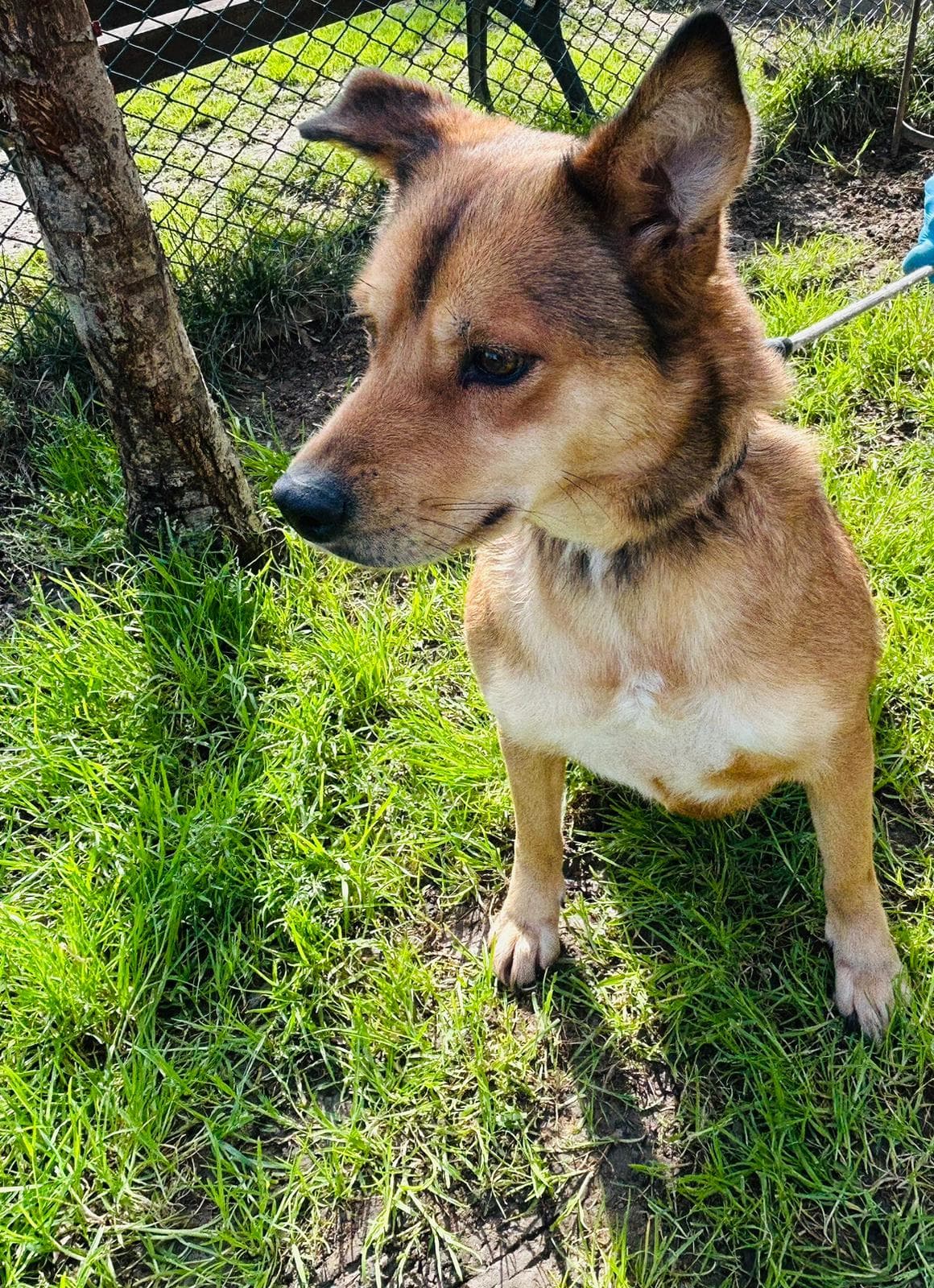 Sarı Melez 5768 Kedi fotoğrafı