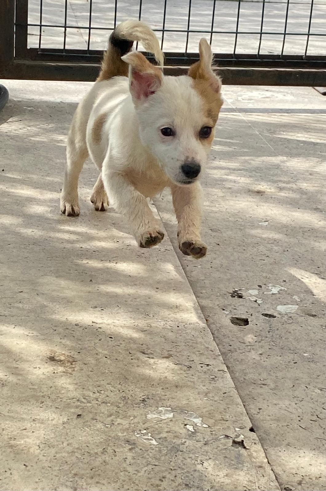 Nokta Melez Kedi fotoğrafı