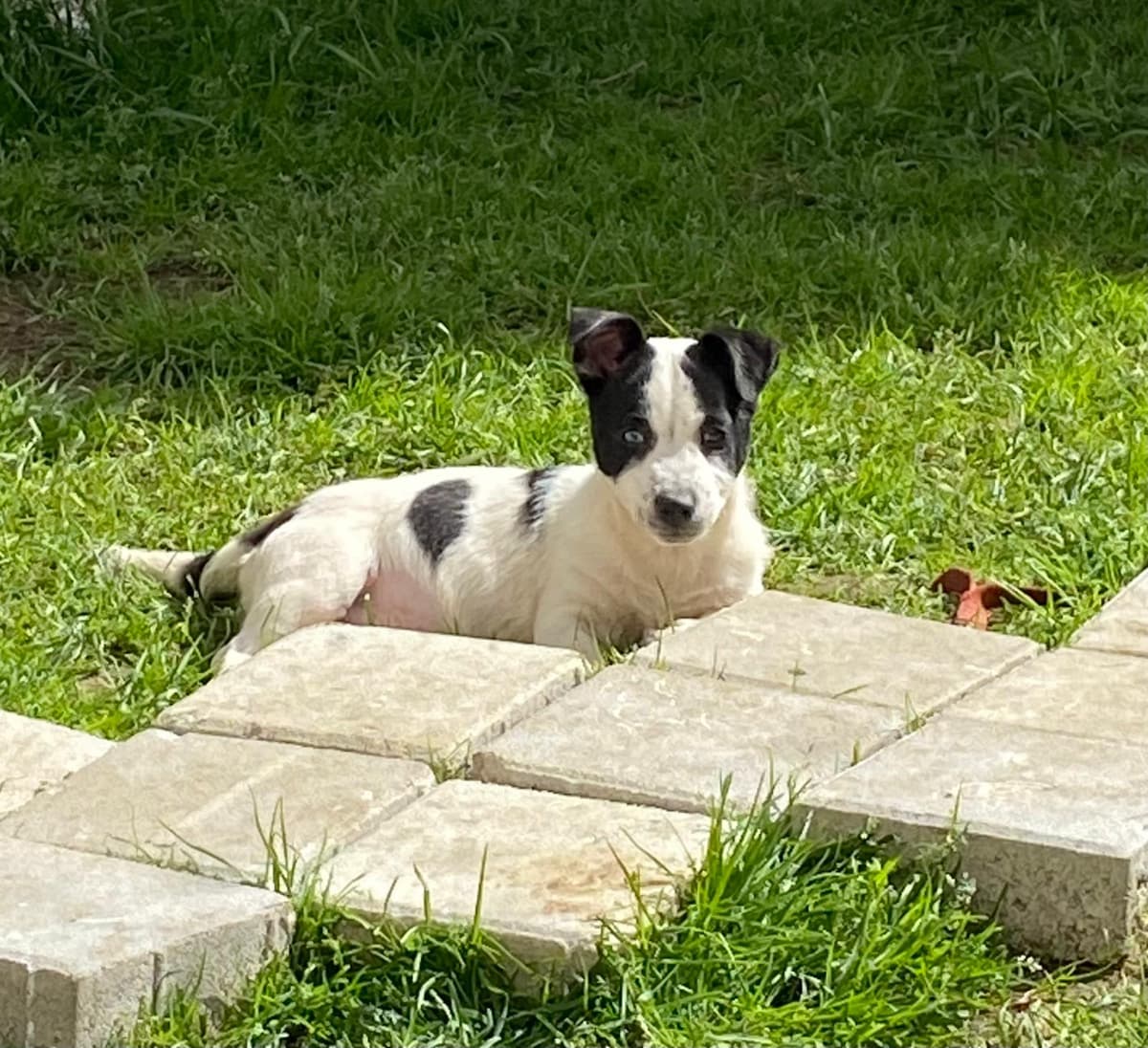 Nova Melez Kedi fotoğrafı