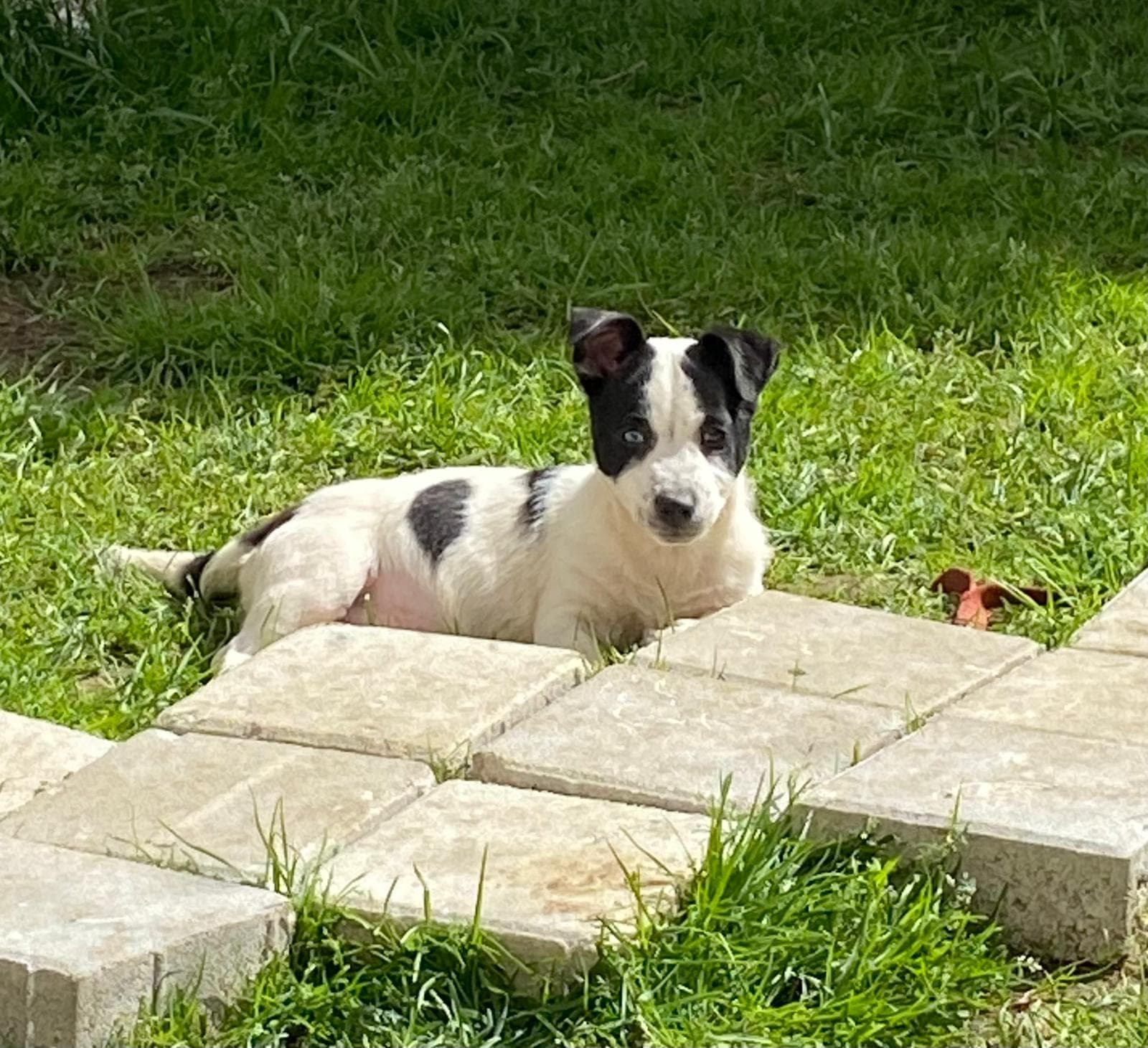 Nova Melez Kedi fotoğrafı