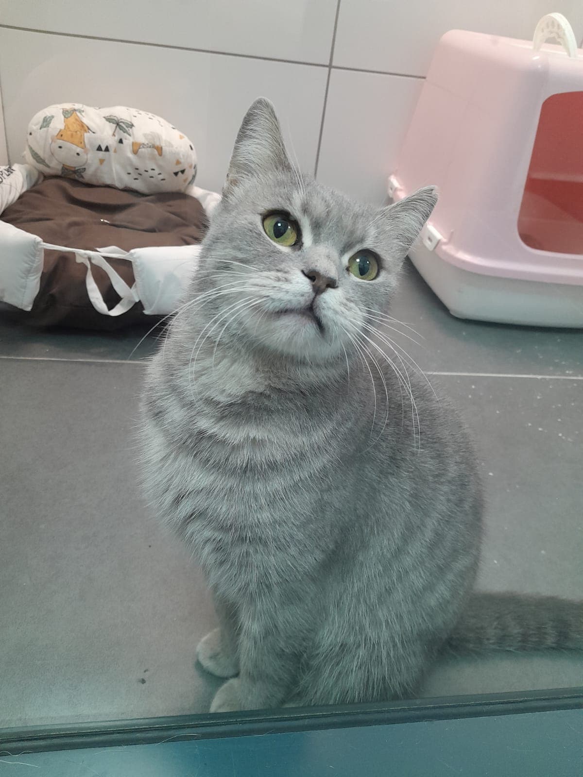 Fıstık Melez Kedi fotoğrafı