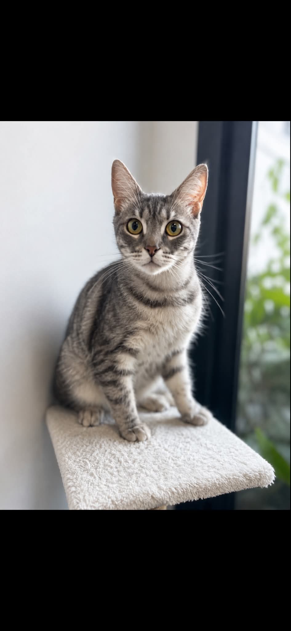 Pişi Melez Kedi fotoğrafı