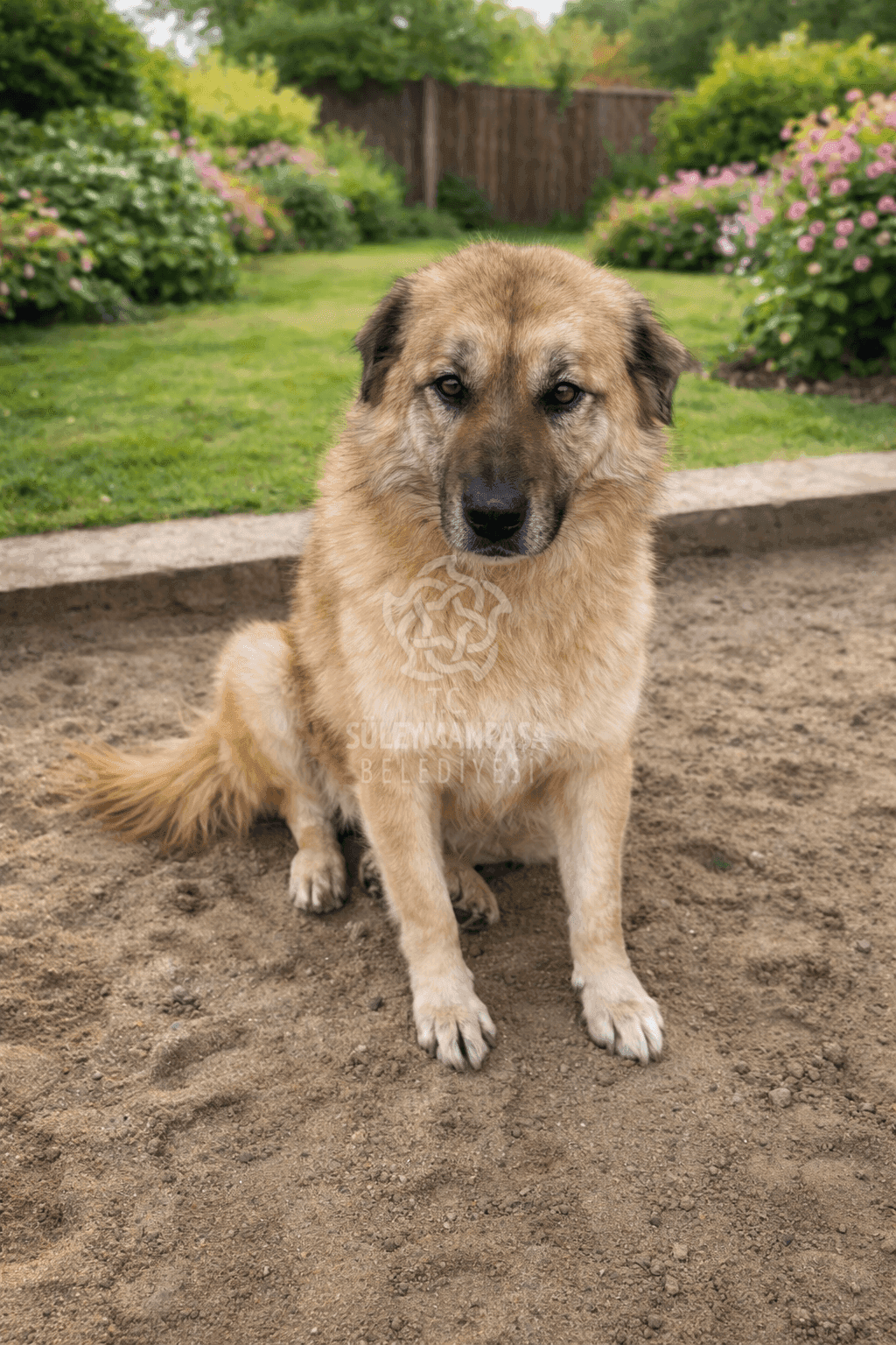 Bob Melez Köpek fotoğrafı