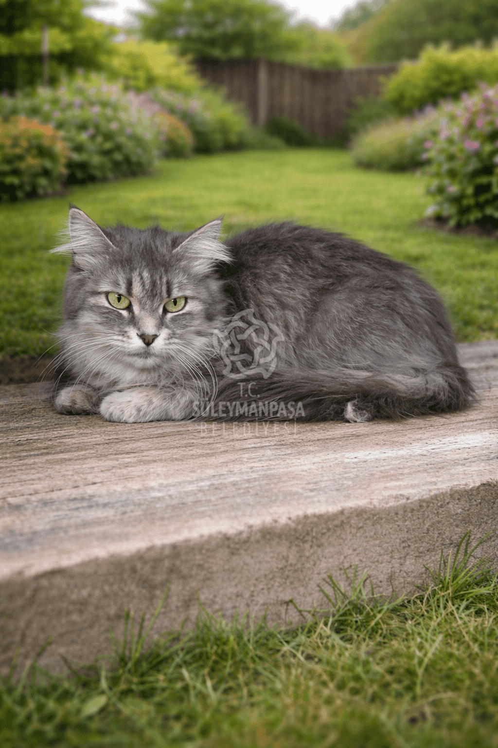 Mery Tekir Kedi fotoğrafı