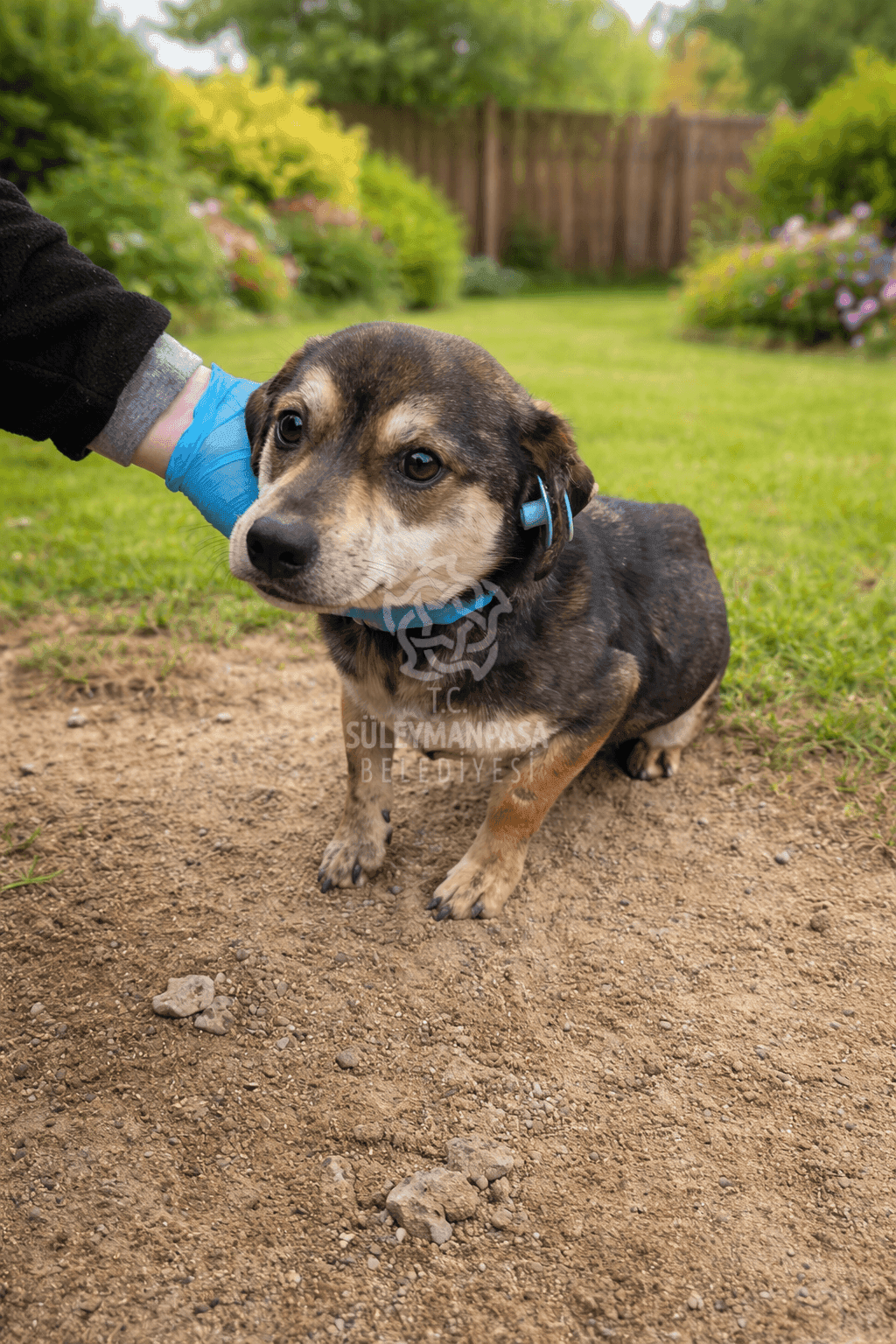 Minik Melez Köpek fotoğrafı