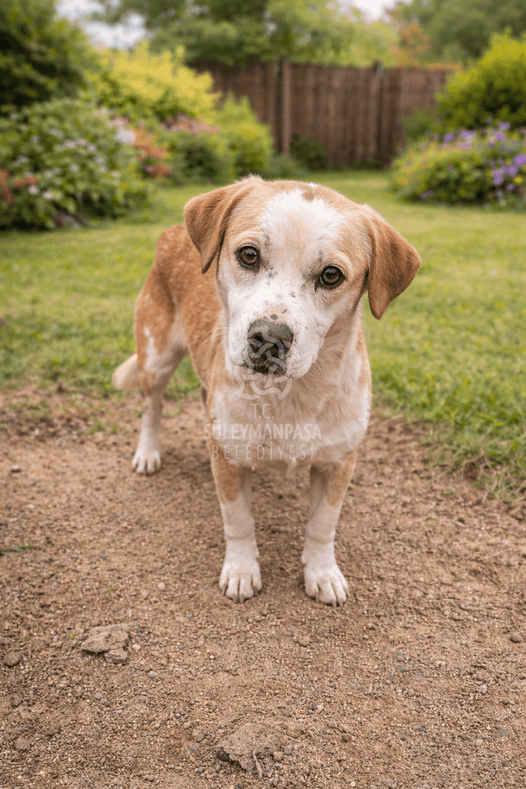 Pati Melez Köpek fotoğrafı