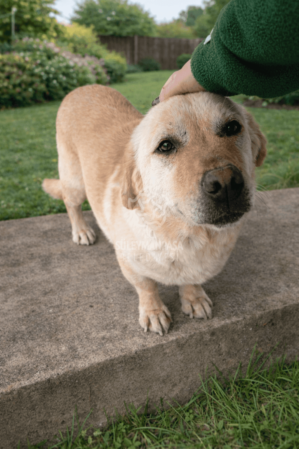 Sisty Melez Köpek fotoğrafı