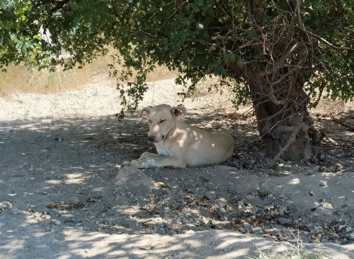 Kayseri Rus Finosu Kırması Köpek Rus Finosu Kırması Köpek fotoğrafı